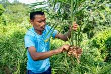 Chiganchinggre Samanda FPC 6