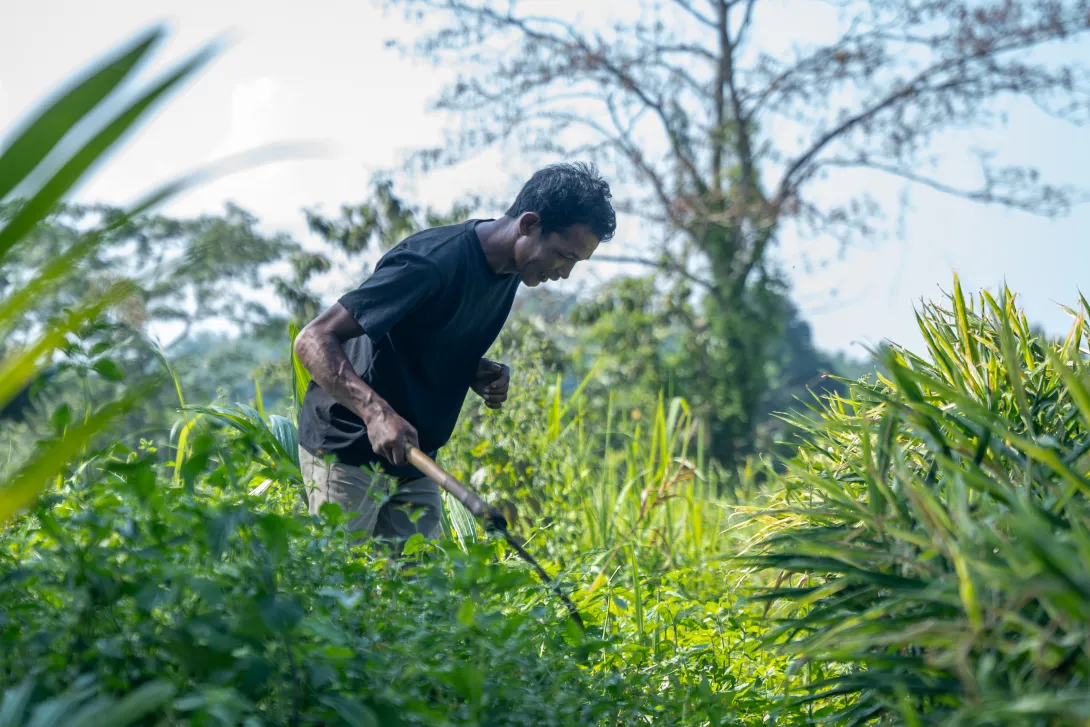 Chiganchinggre Samanda FPC 4