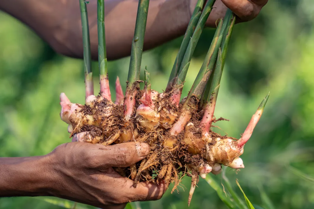 Chiganchinggre Samanda FPC 3